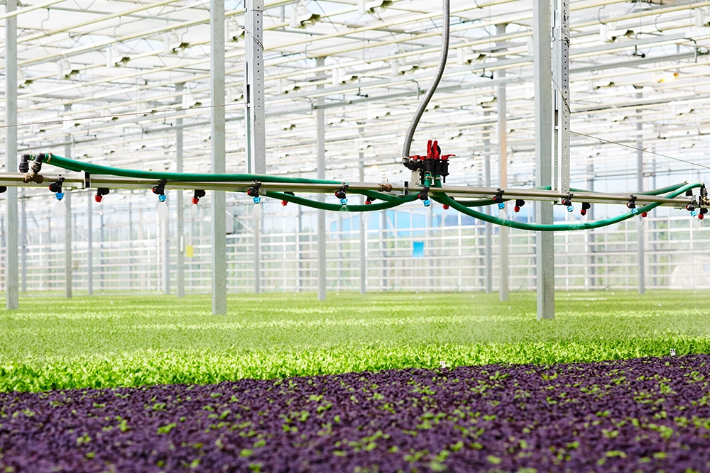 An automatic hosepipe watering seedlings in an industrial greenhouse